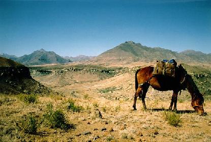Pferd